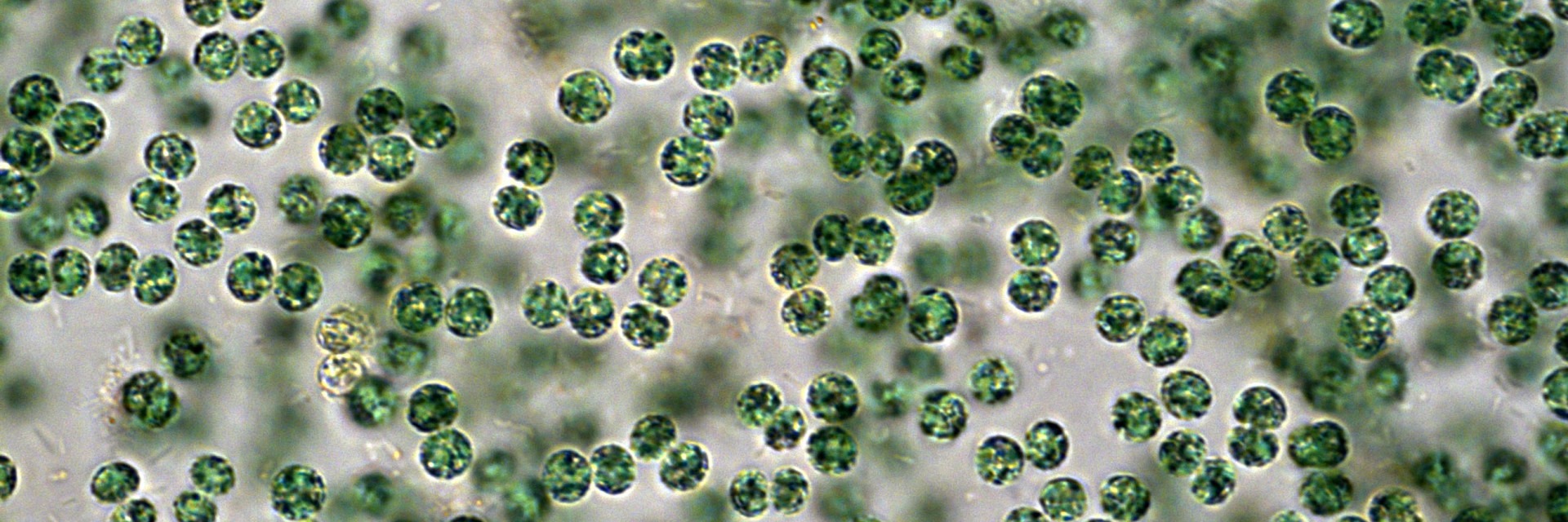 cyanobacteria-2-1